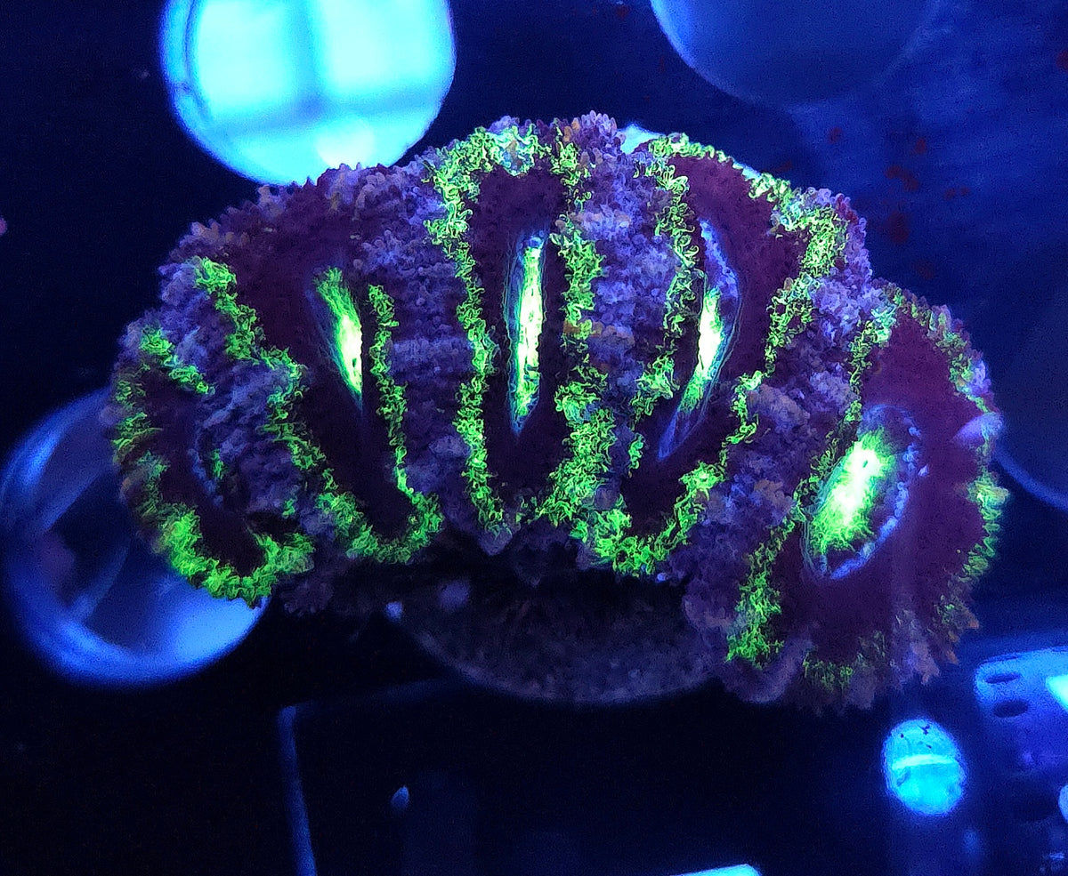 Acanthastrea lordhowensis WYSIWYG / 570