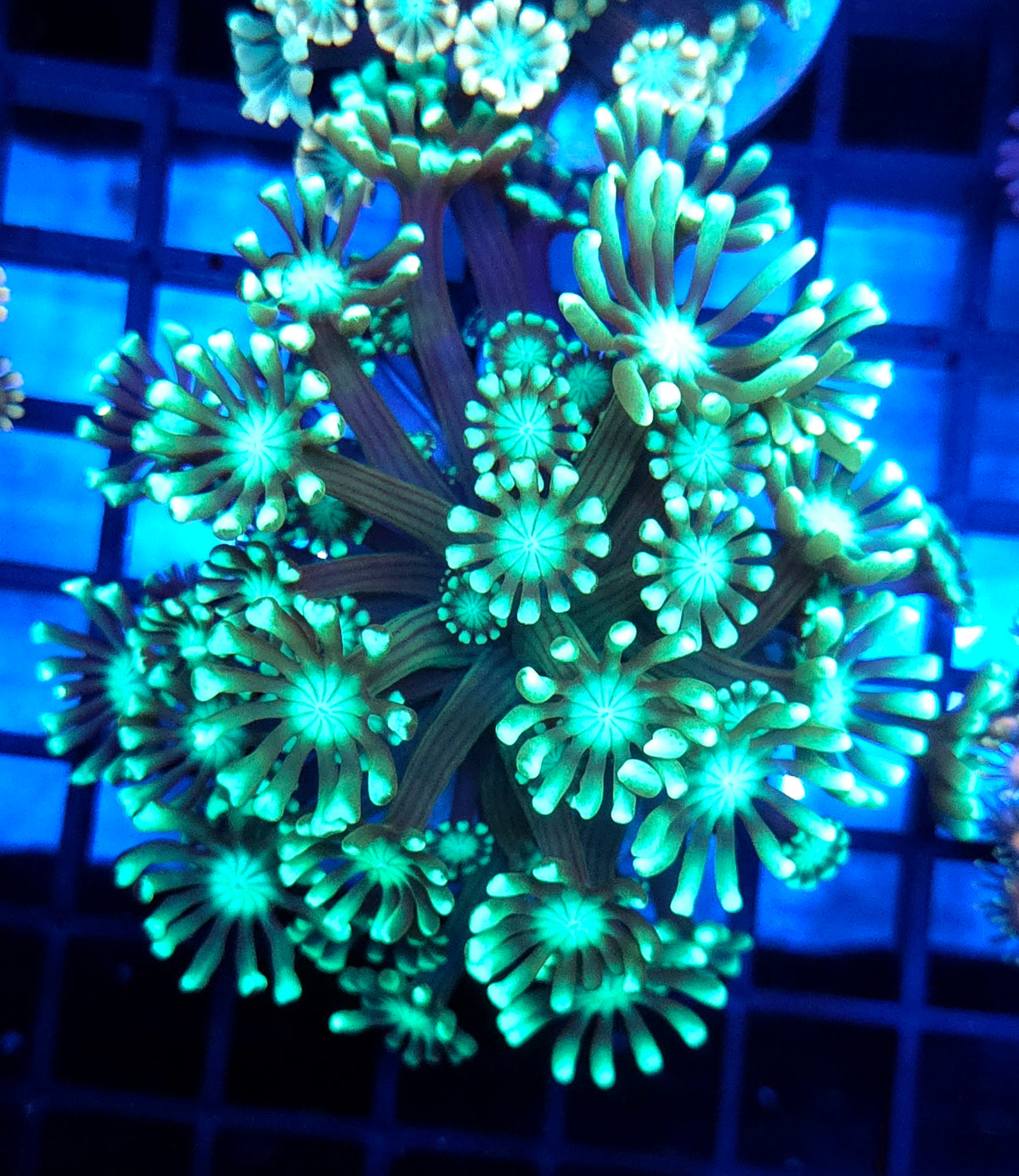 Alveopora CP Crystal Lagoon WYSIWYG - DNZ / 572 – Produktbild