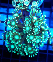 Alveopora CP Crystal Lagoon WYSIWYG - DNZ / 572 – Produktbild