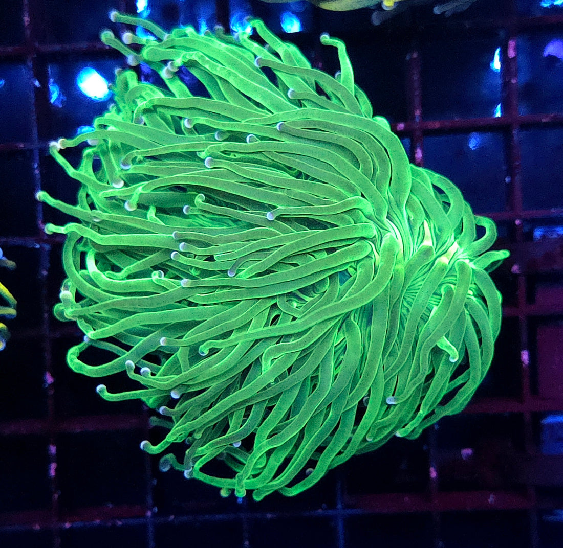 Euphyllia glabrescens torch Toxic Blau Tipps WYSIWYG / 574