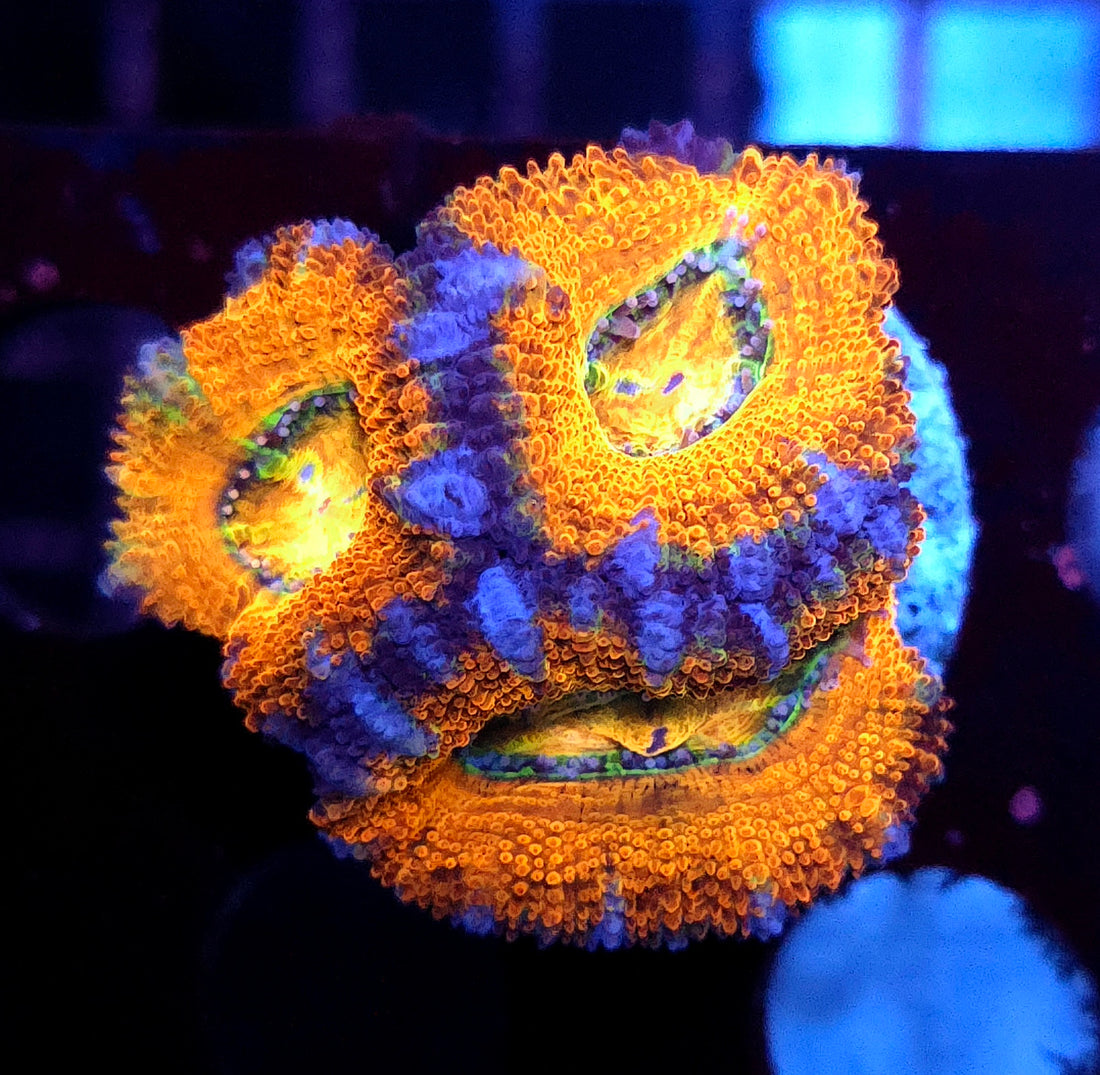 Acanthastrea lordhowensis WYSIWYG / 585