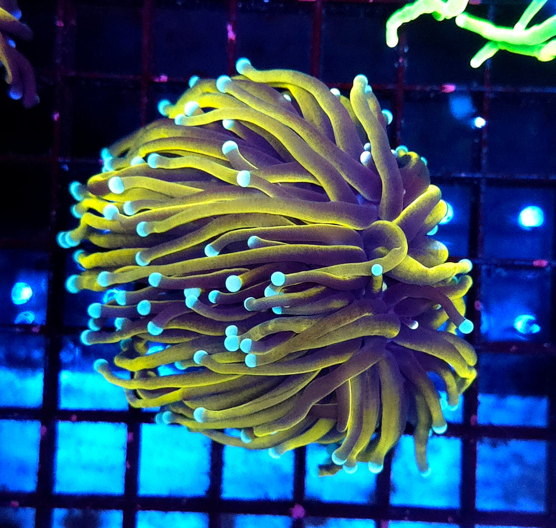 Euphyllia Glabrescens Tamer Golden Torch WYSIWYG / 587