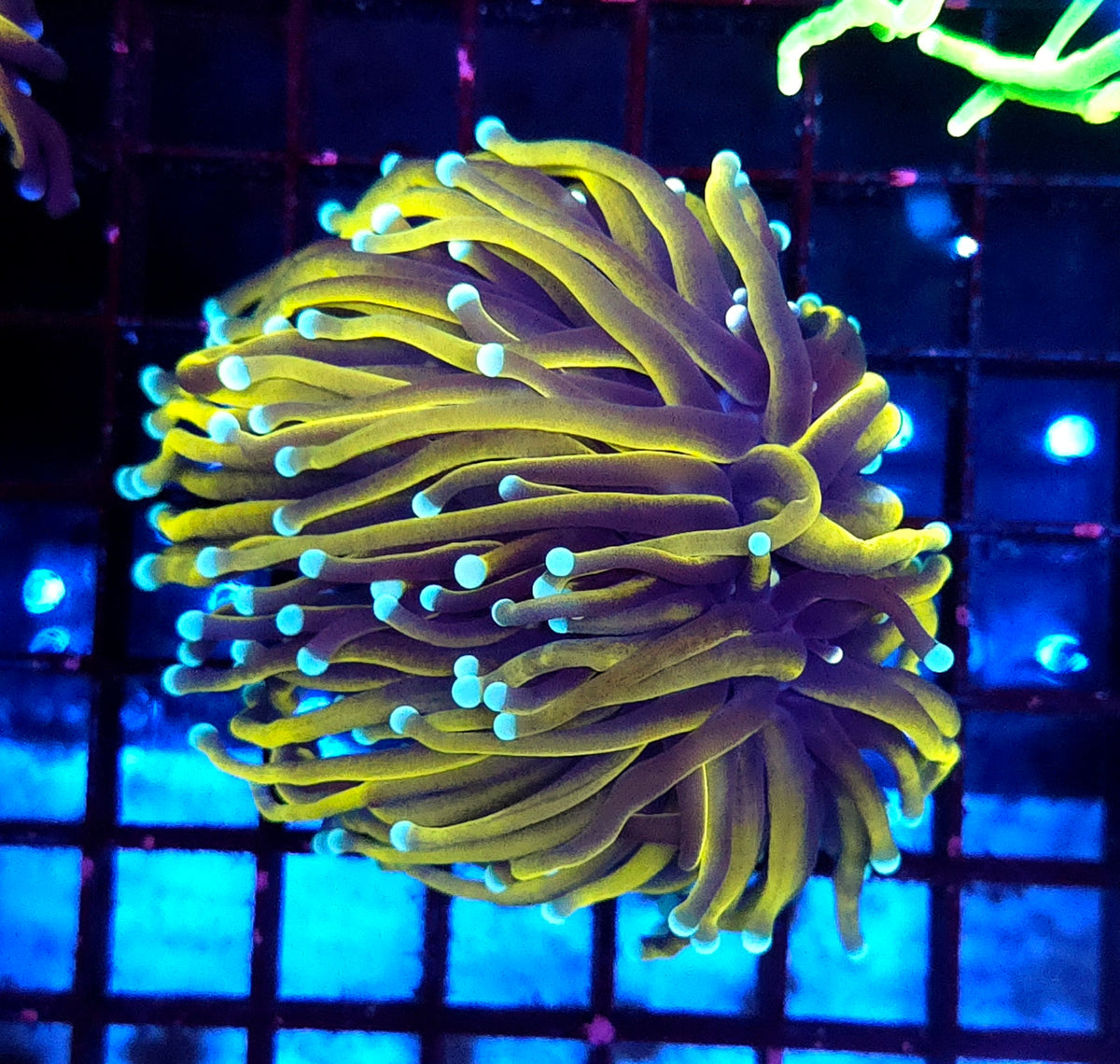 Euphyllia Glabrescens Tamer Golden Torch WYSIWYG / 587 – Produktbild