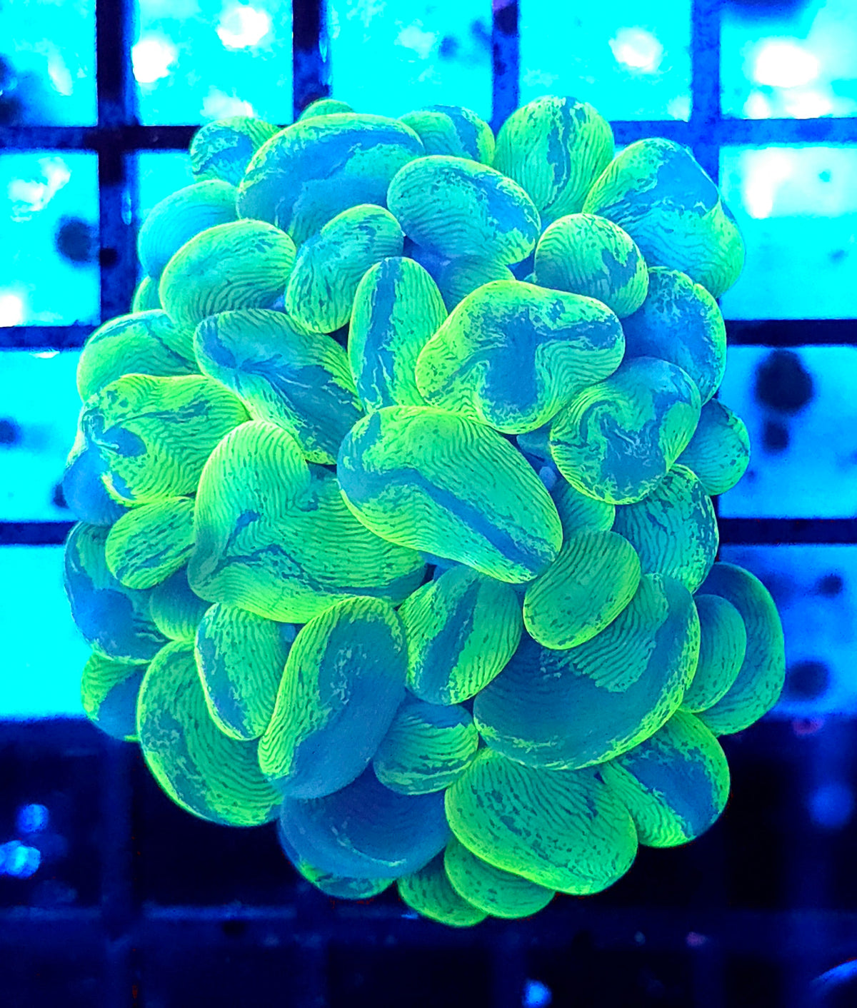 Plerogyra – Blasenkoralle Neon-Gold-Grün WYSIWYG- DNZ / 588