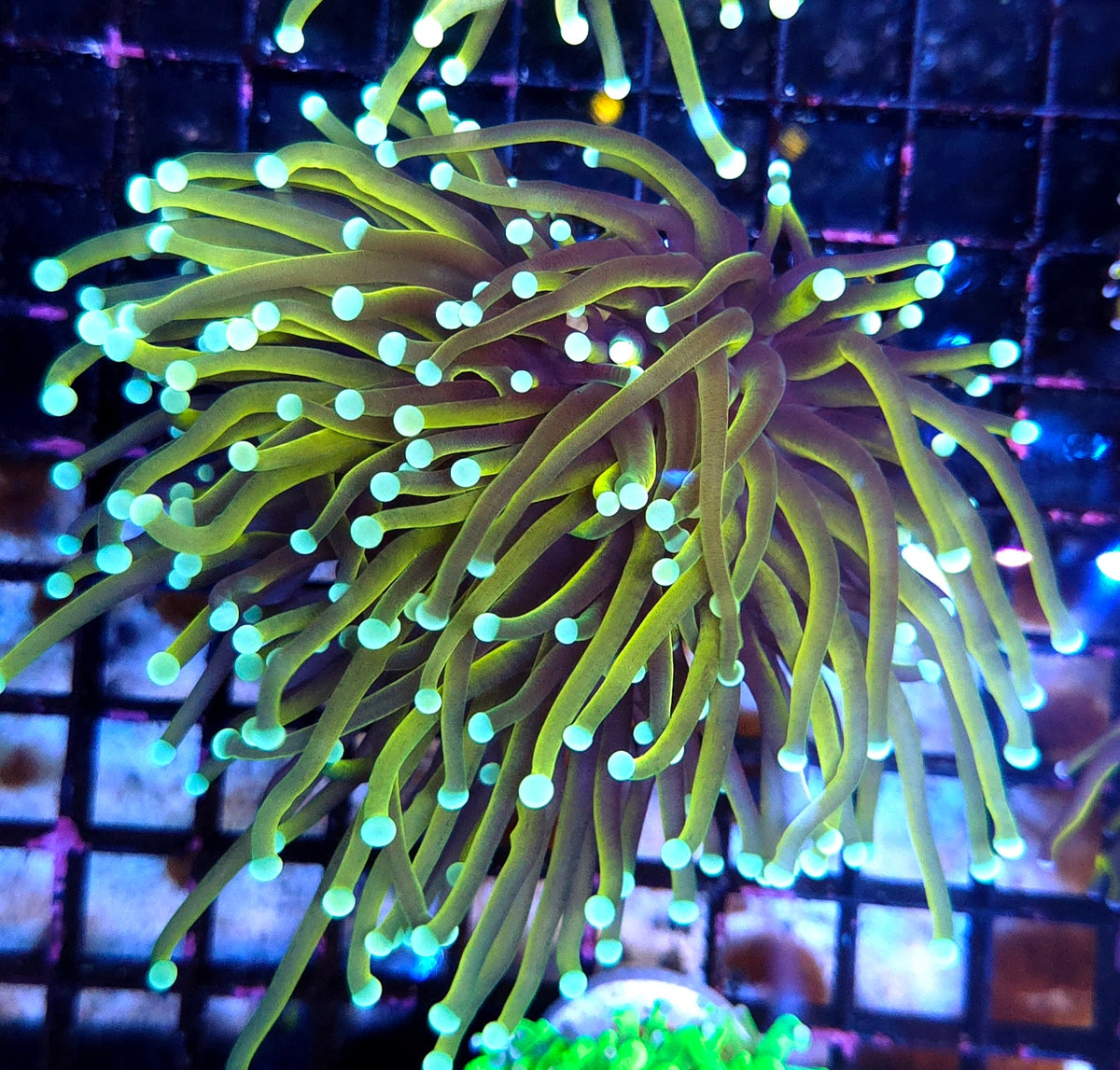 Euphyllia Glabrescens Tamer Golden Torch WYSIWYG / 591