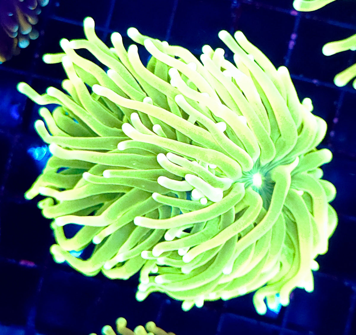 Euphyllia Glabrescens Limelight Torch 2 Köpfe Premium WYSIWYG / 594 – Produktbild