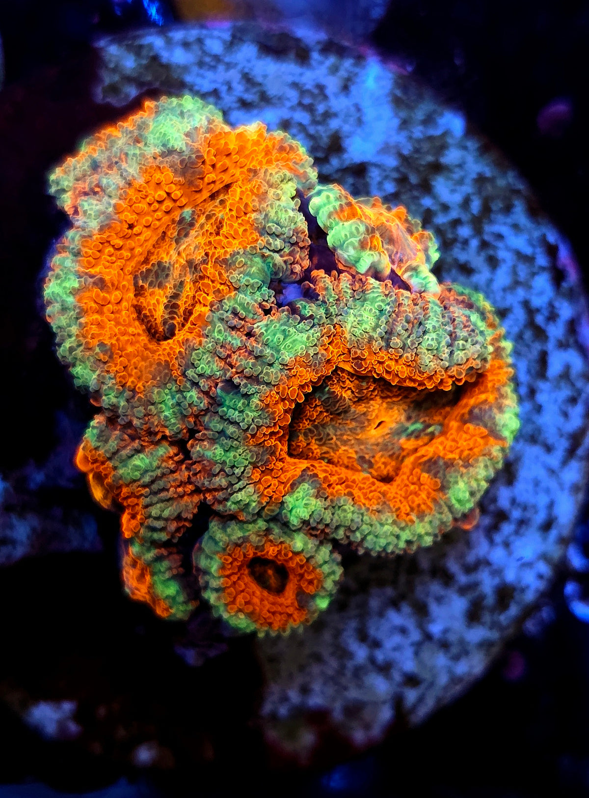 Acanthastrea lordhowensis WYSIWYG / 1485-L