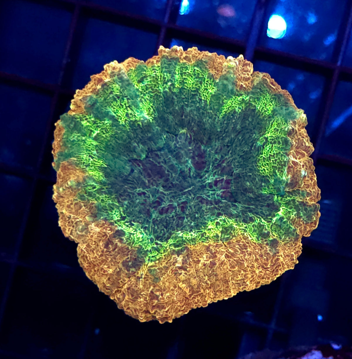 Lobophyllia Rainbow WYSIWYG / 601 – Produktbild