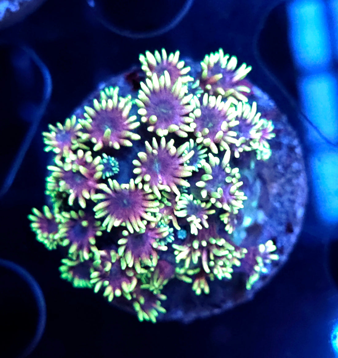 Goniopora Nova Kiss WYSIWYG - DNZ / 609