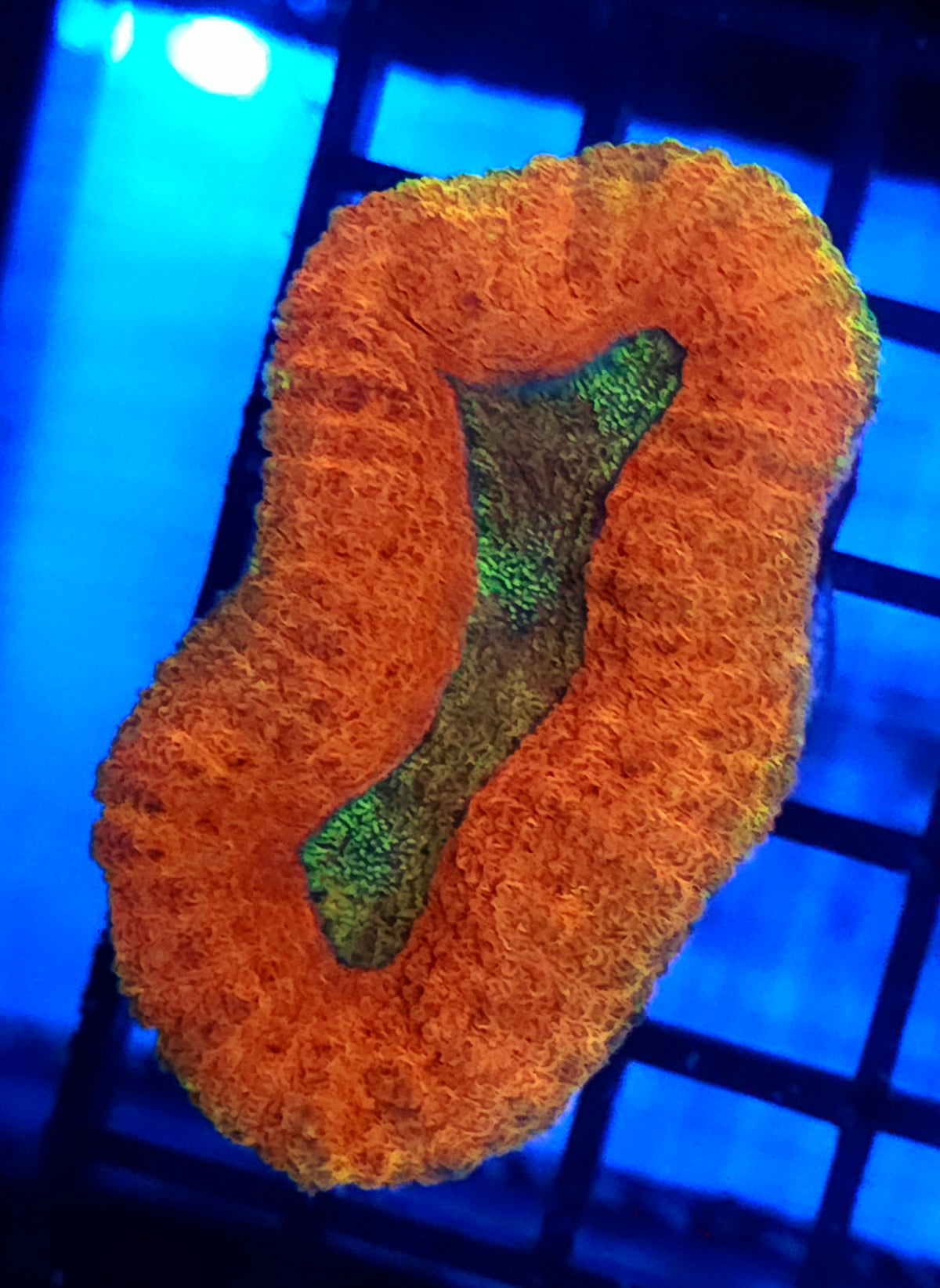 Lobophyllia Rainbow WYSIWYG / 612 – Produktbild