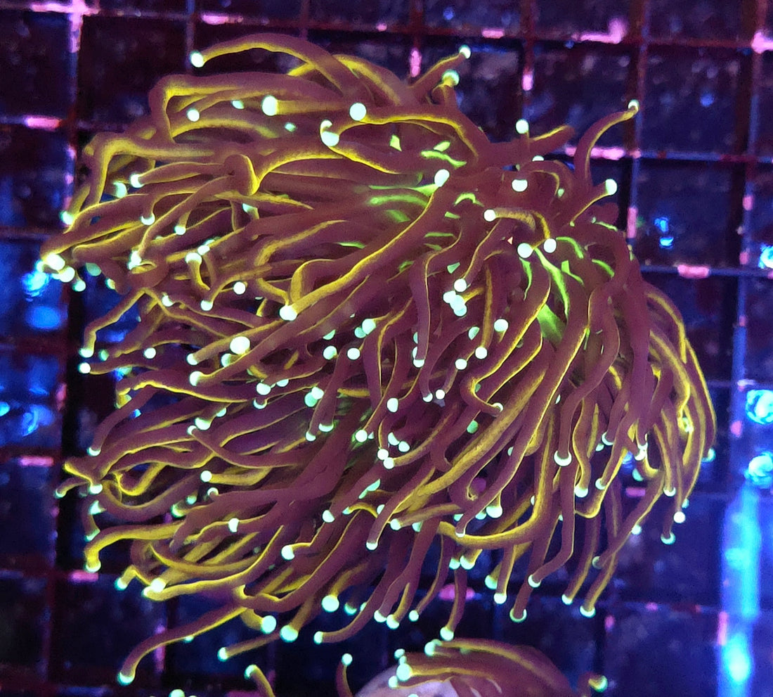 Euphyllia Glabrescens Golden Torch Hellfire 3 Köpfe WYSIWYG - DNZ / 625