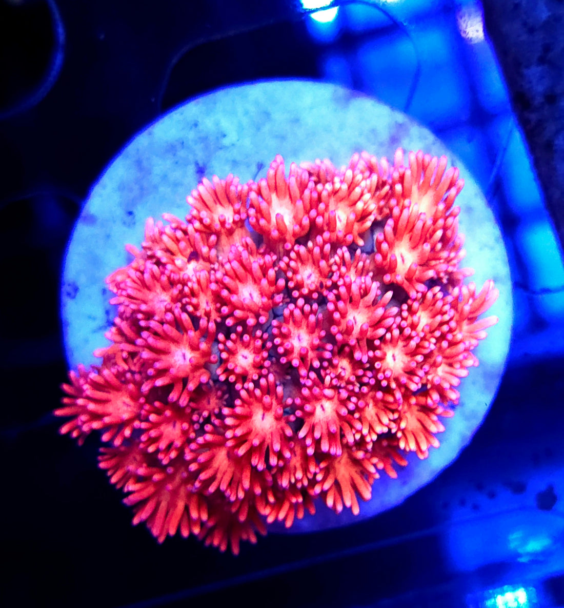 Goniopora Sakura Dream WYSIWYG - DNZ / 628