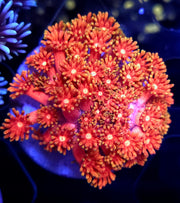 Goniopora Saffron Kiss WYSIWYG - DNZ / 630 – Produktbild