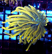 Euphyllia Glabrescens Golden Anaconda Torch WYSIWYG / 630