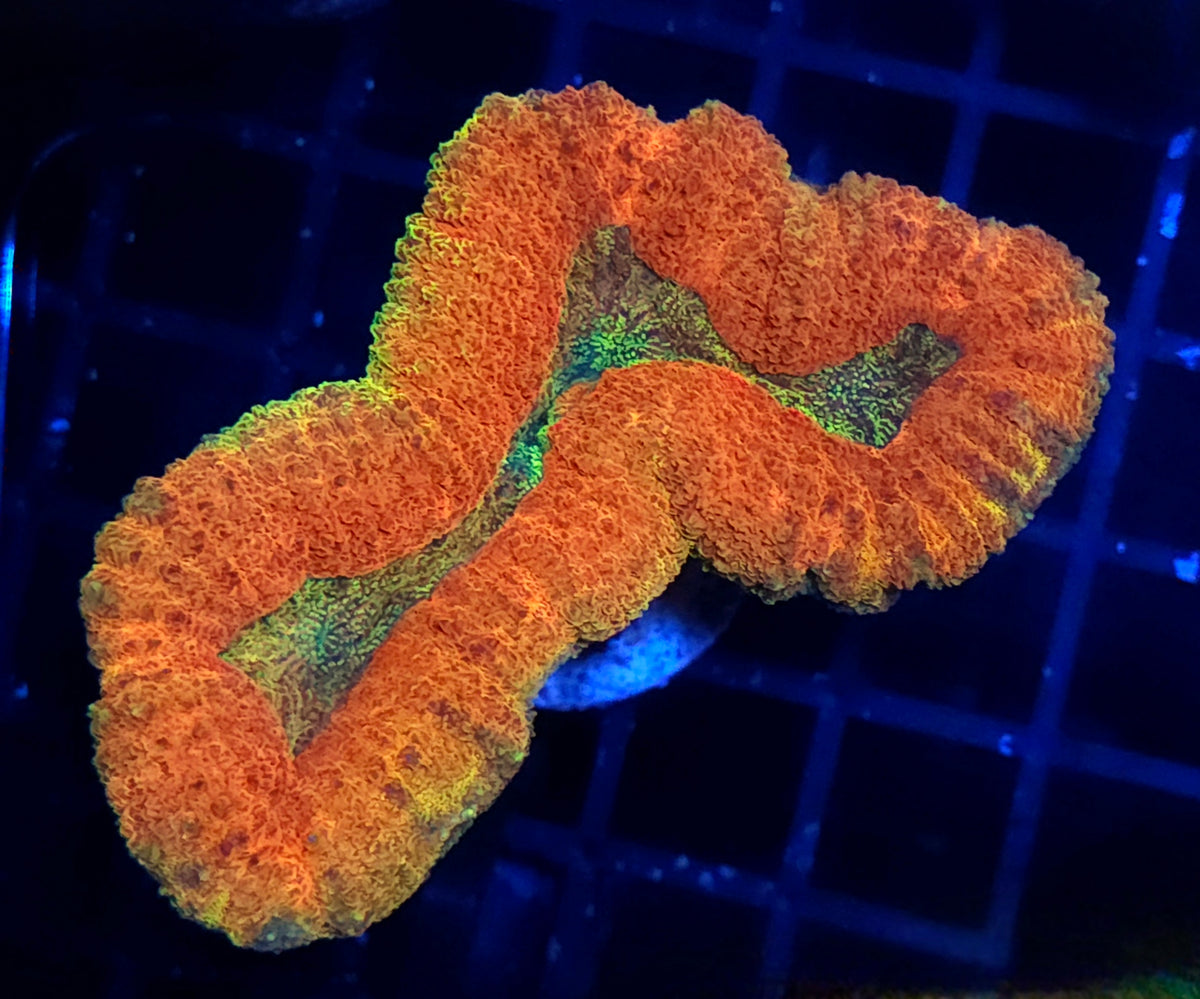 Lobophyllia Rainbow WYSIWYG / 631 – Produktbild