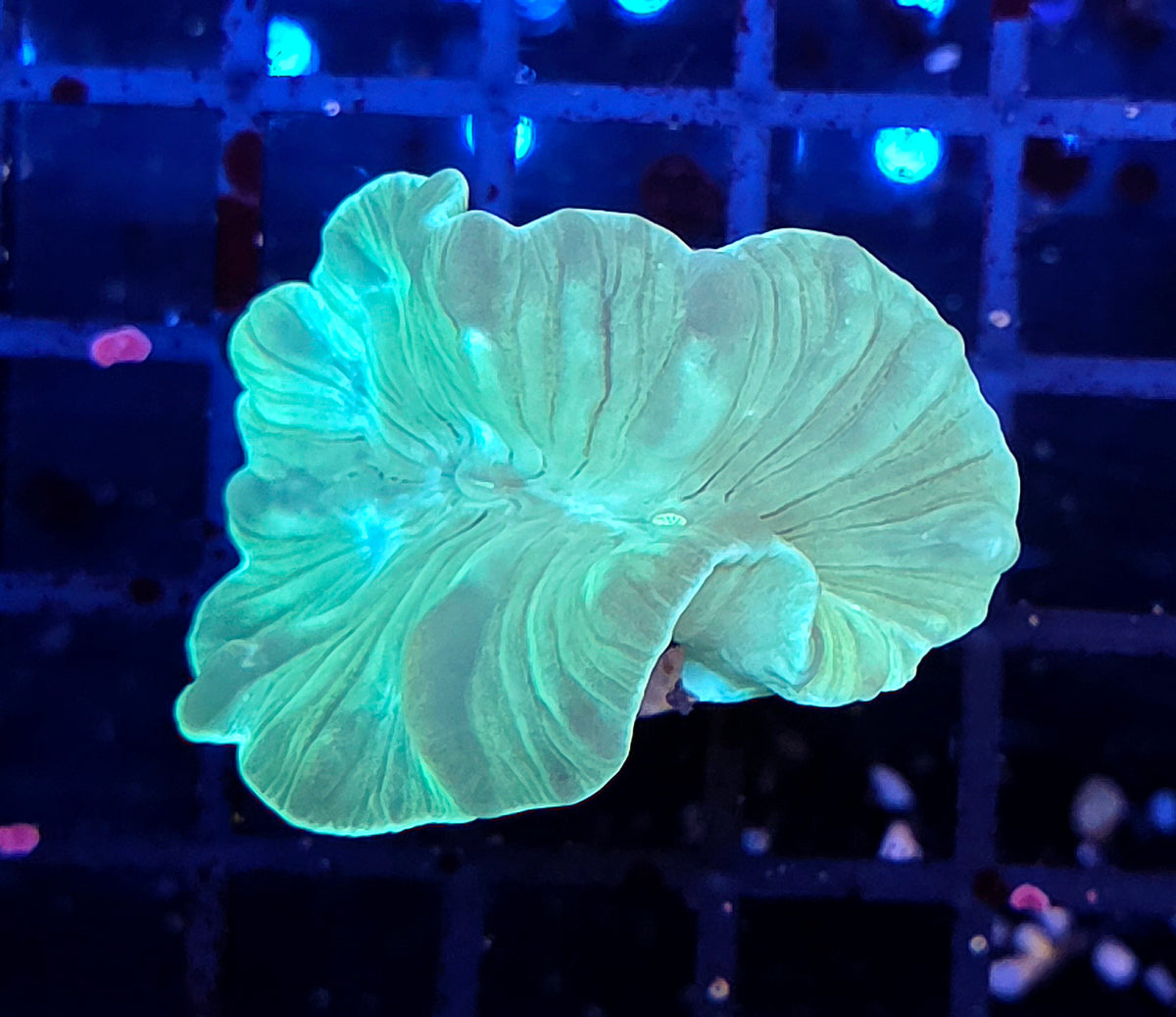 Plerogyra/Nemenzophyllia turbida WYSIWYG - DNZ / 635