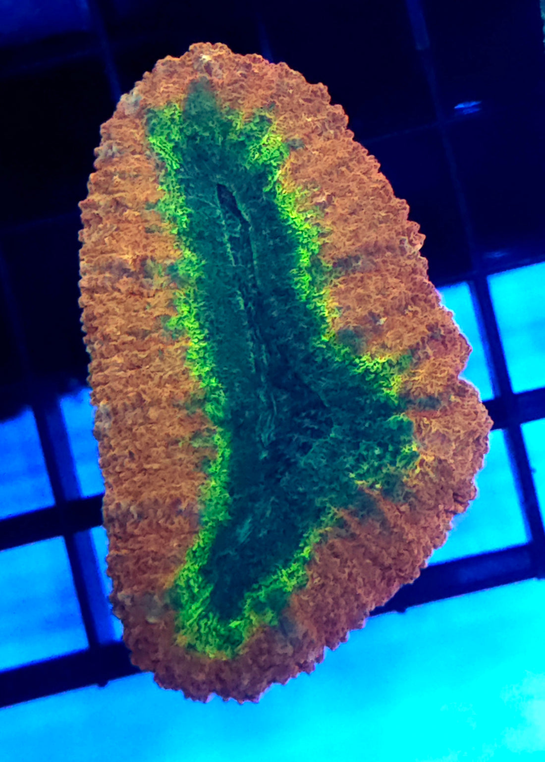 Lobophyllia Rainbow WYSIWYG / 637