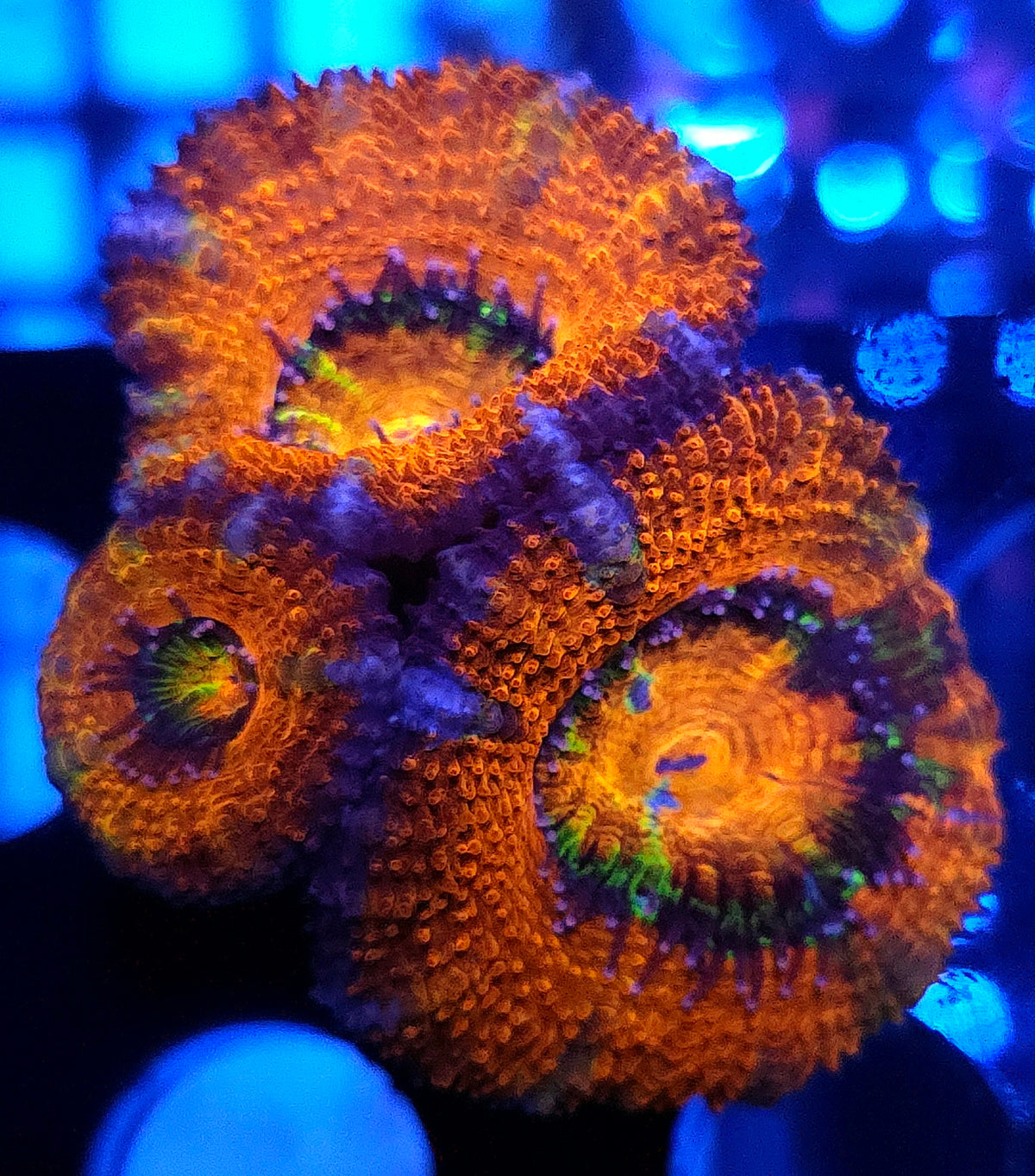 Acanthastrea lordhowensis WYSIWYG / 638
