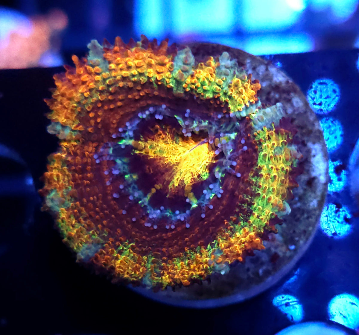 Acanthastrea lordhowensis Rainbow WYSIWYG / 647