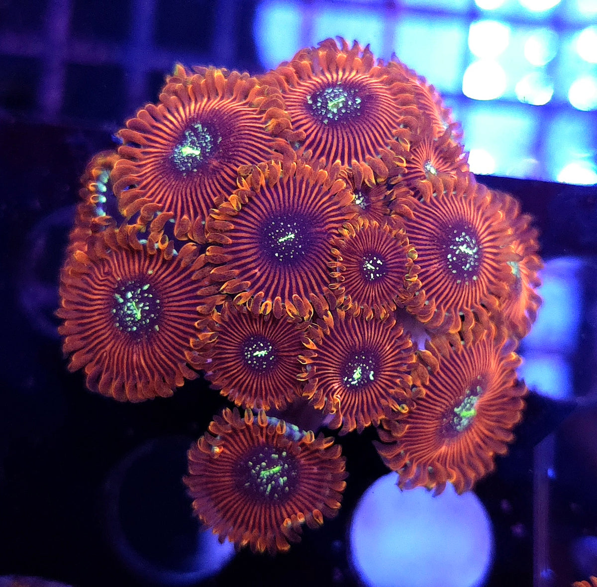 Zoanthus Red Magicia WYSIWYG / 654 – Produktbild