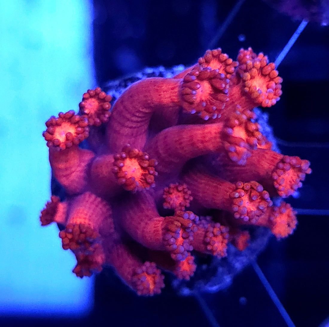 Goniopora Rot WYSIWYG - DNZ / 656