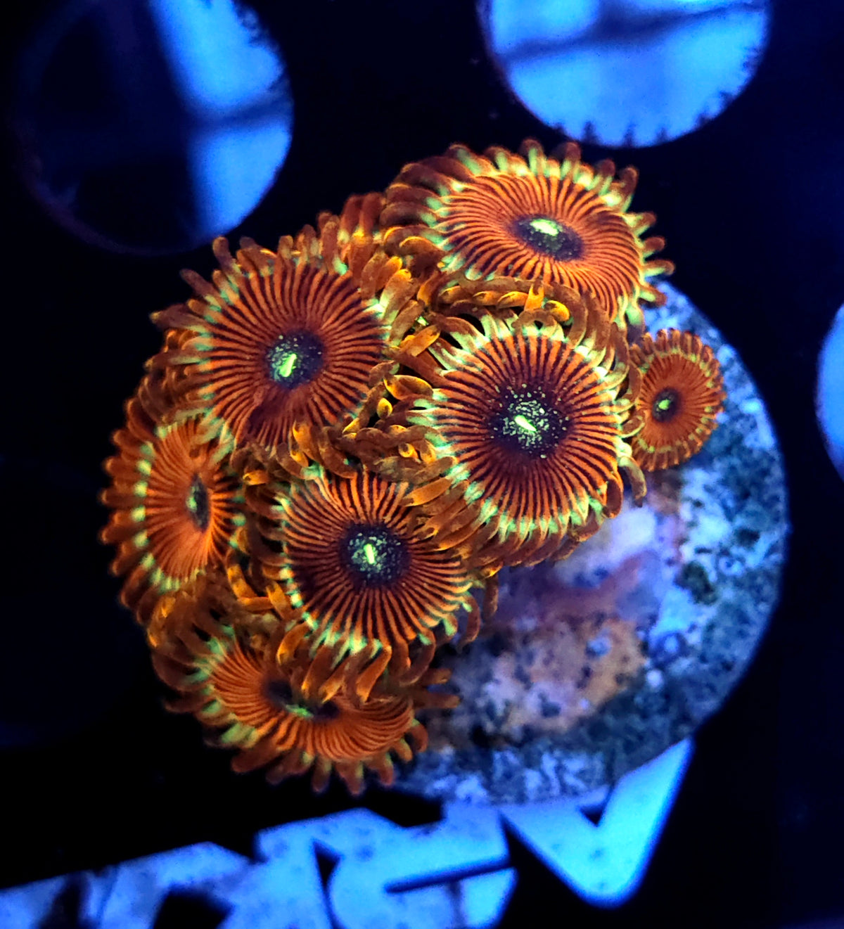 Zoanthus Red Magicia WYSIWYG / 658 – Produktbild