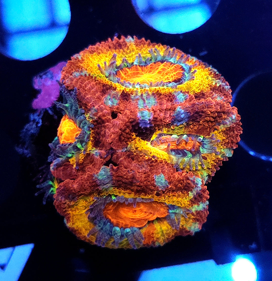 Acanthastrea lordhowensis Rainbow Premium WYSIWYG / 659
