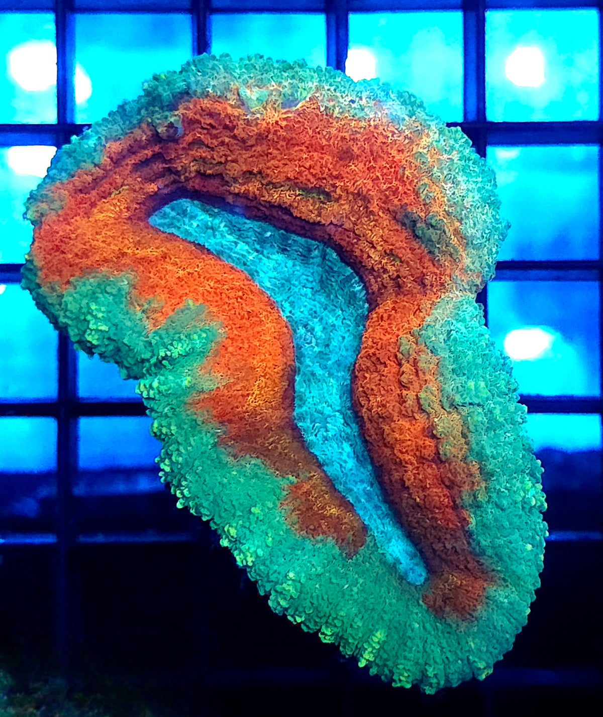 Lobophyllia Rainbow WYSIWYG / 660 – Produktbild