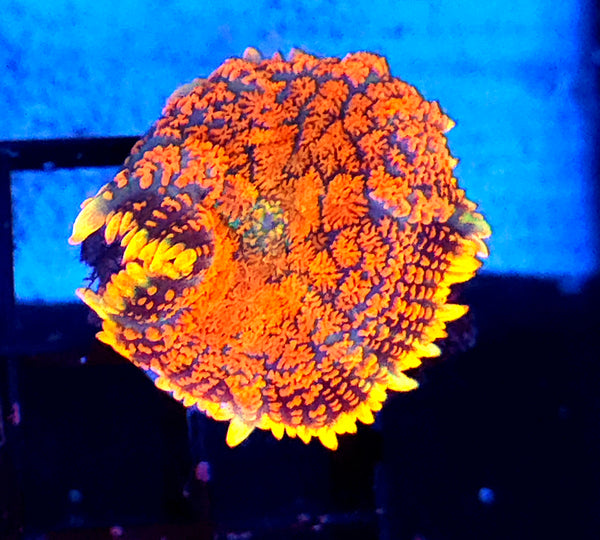 Rhodactis Scheibenanemone Firestorm WYSIWYG / 662