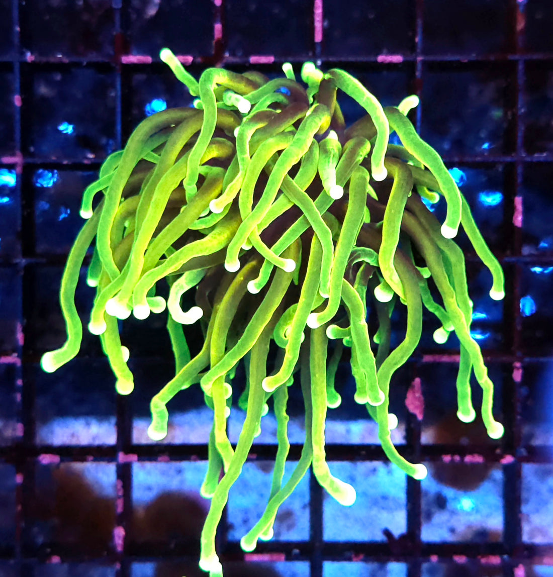 Euphyllia Glabrescens Limelight Torch Premium WYSIWYG / 662