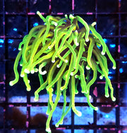 Euphyllia Glabrescens Limelight Torch Premium WYSIWYG / 662