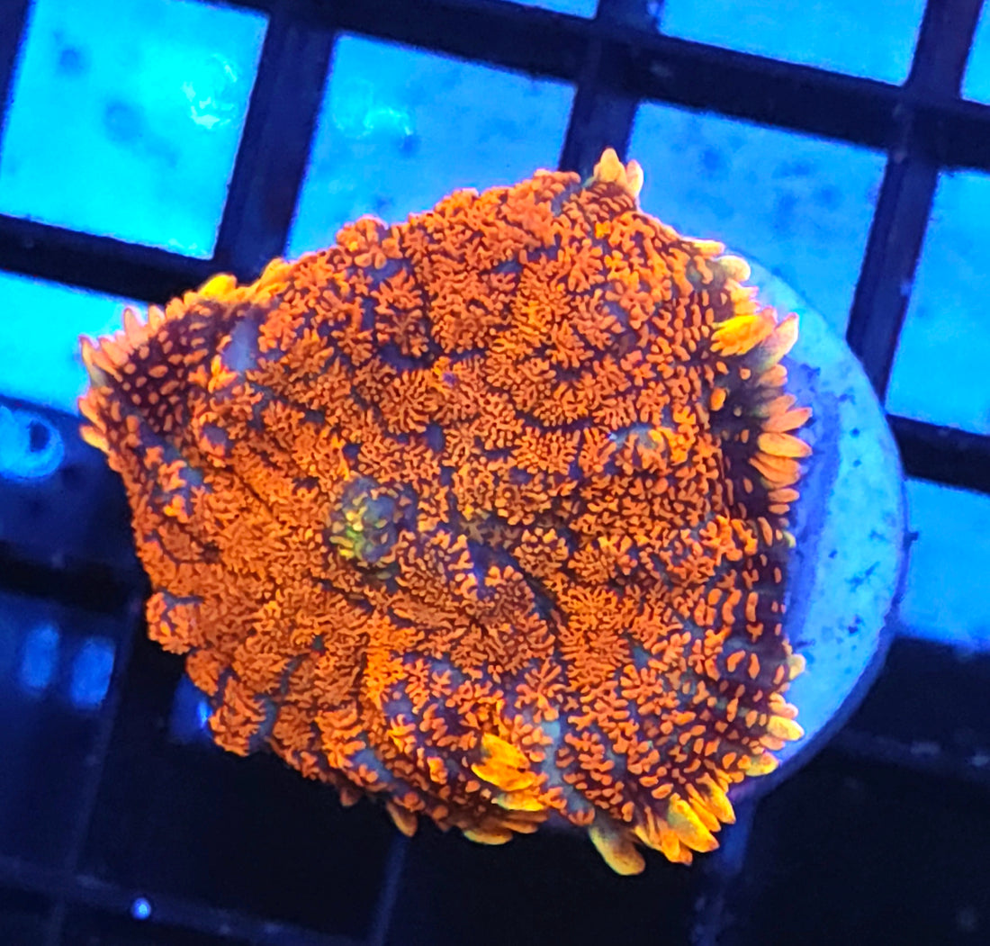 Rhodactis Scheibenanemone Firestorm WYSIWYG / 664