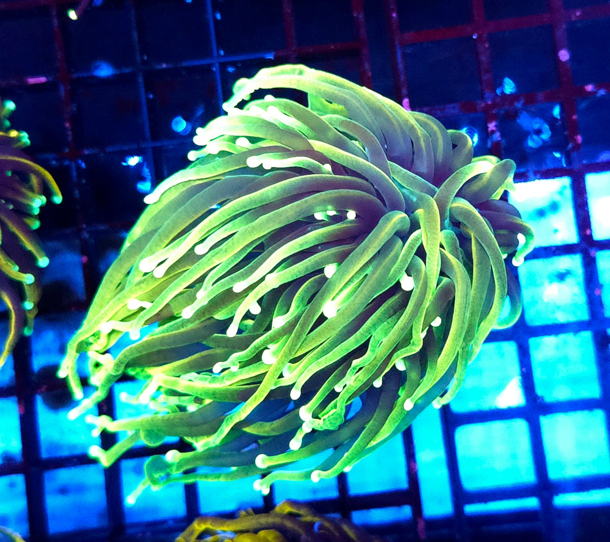 Euphyllia Glabrescens Limelight Torch Premium WYSIWYG / 668 – Produktbild