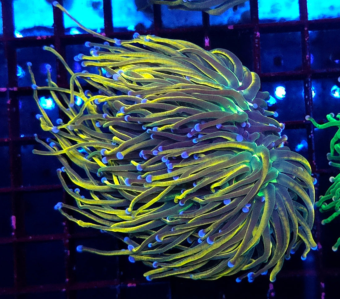 Euphyllia glabrescens Holy Grail Rapunzel Torch 3 Köpfe WYSIWYG - DNZ / 672
