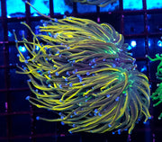 Euphyllia glabrescens Holy Grail Rapunzel Torch 3 Köpfe WYSIWYG - DNZ / 672 – Produktbild