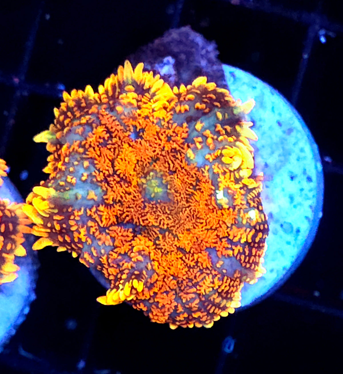 Rhodactis Scheibenanemone Firestorm WYSIWYG / 675 – Produktbild