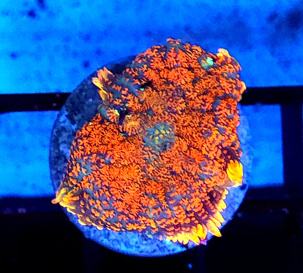 Rhodactis Scheibenanemone Firestorm WYSIWYG / 678