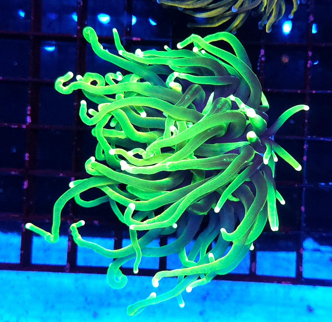 Euphyllia Glabrescens Limelight Torch Premium WYSIWYG / 683