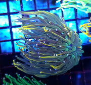 Euphyllia glabrescens Holy Grail Rapunzel Torch 3 Köpfe WYSIWYG - DNZ / 686 – Produktbild