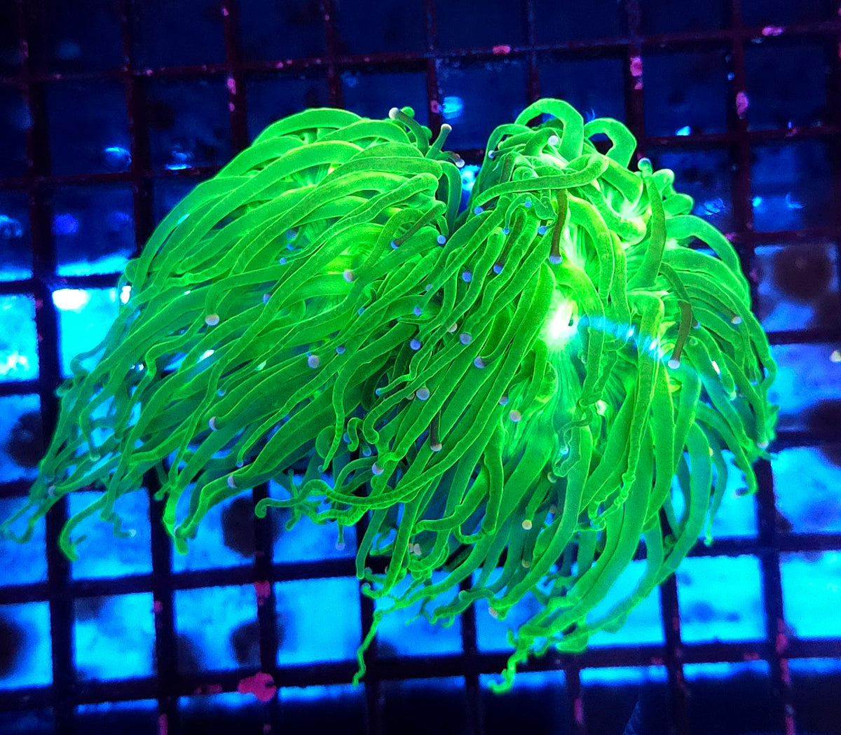 Euphyllia Glabrescens Torch Cotton Candy 2 köpfe WYSIWYG / 689 – Produktbild