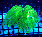 Euphyllia Glabrescens Torch Cotton Candy 2 köpfe WYSIWYG / 689 – Produktbild