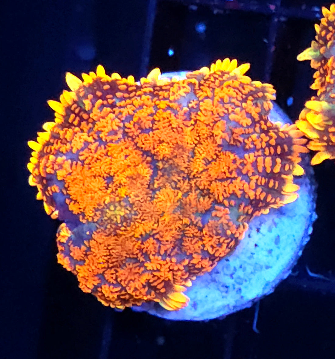 Rhodactis Scheibenanemone Firestorm WYSIWYG / 691