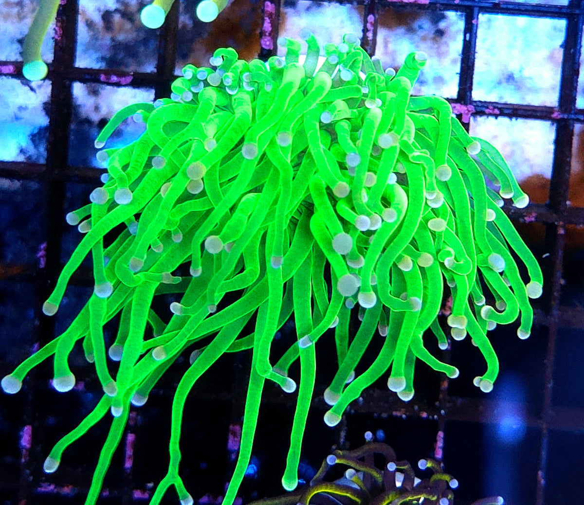 Euphyllia Glabrescens Torch Cotton Candy WYSIWYG / 691