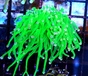 Euphyllia Glabrescens Torch Cotton Candy WYSIWYG / 691