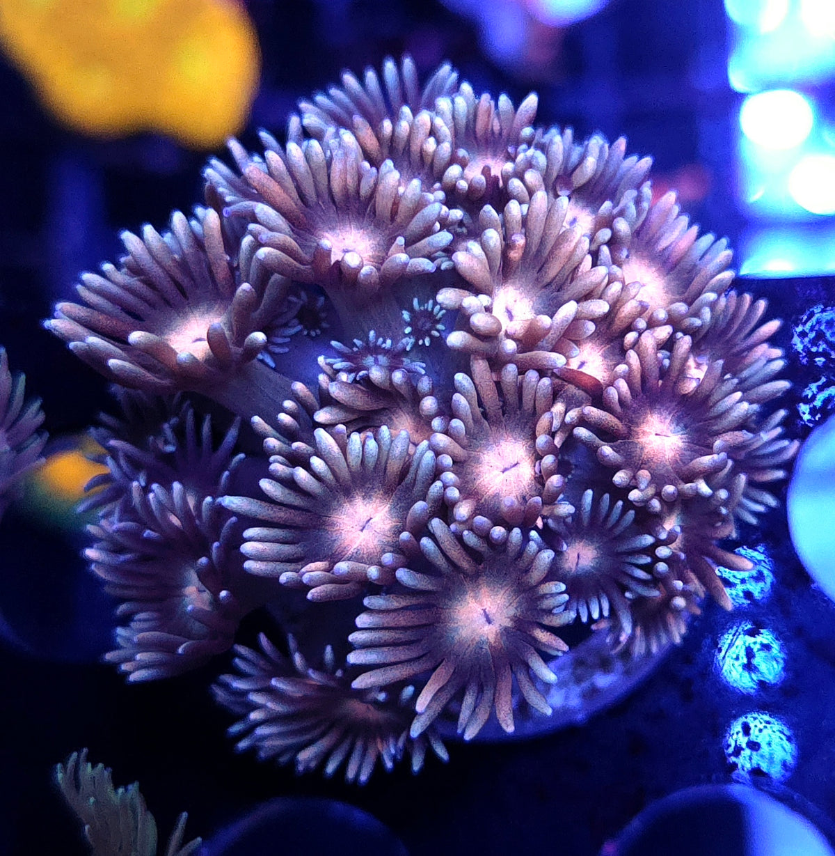Goniopora Lavandula WYSIWYG - DNZ / 698