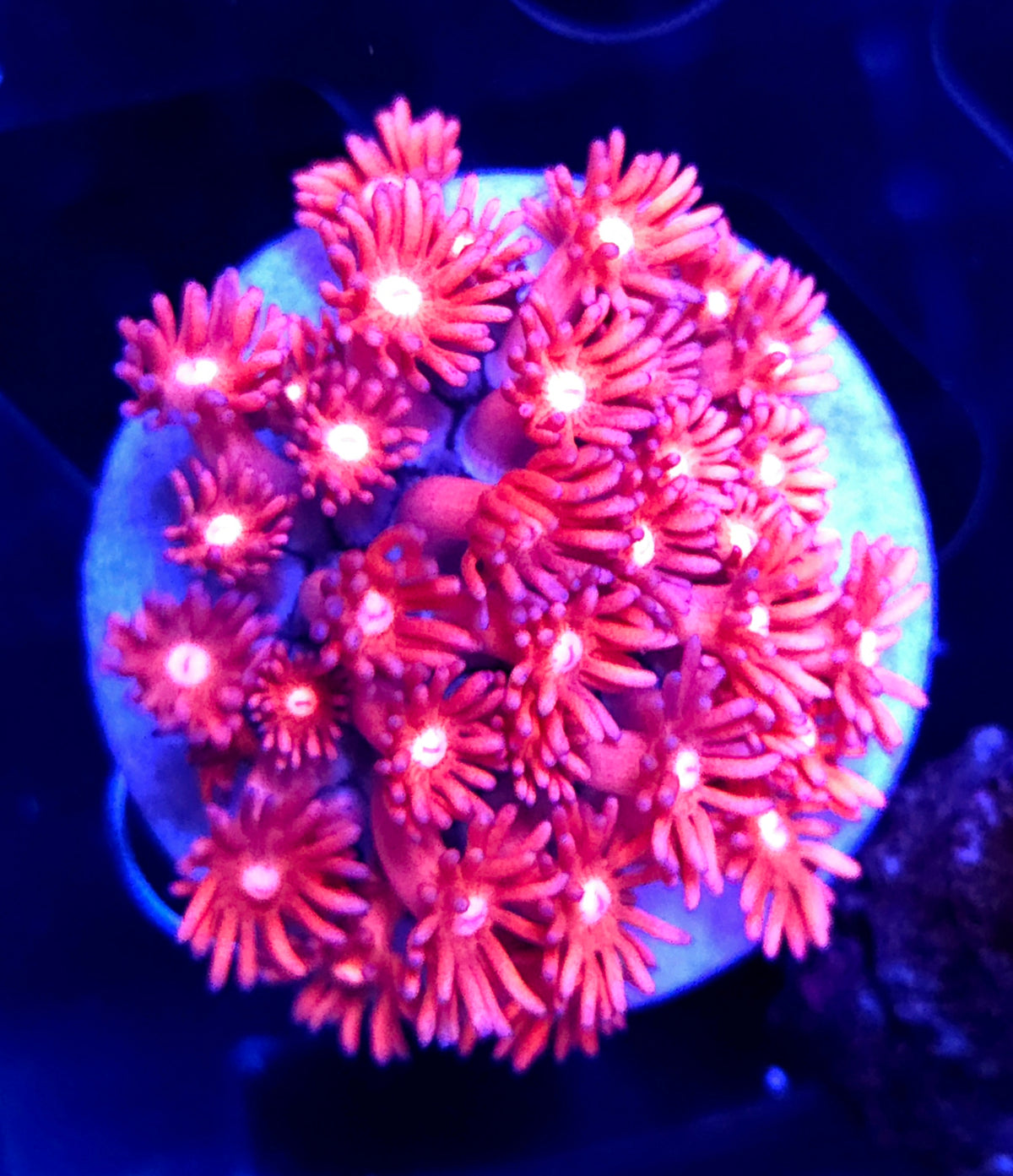 Goniopora Rose Inferno WYSIWYG - DNZ / 699 – Produktbild