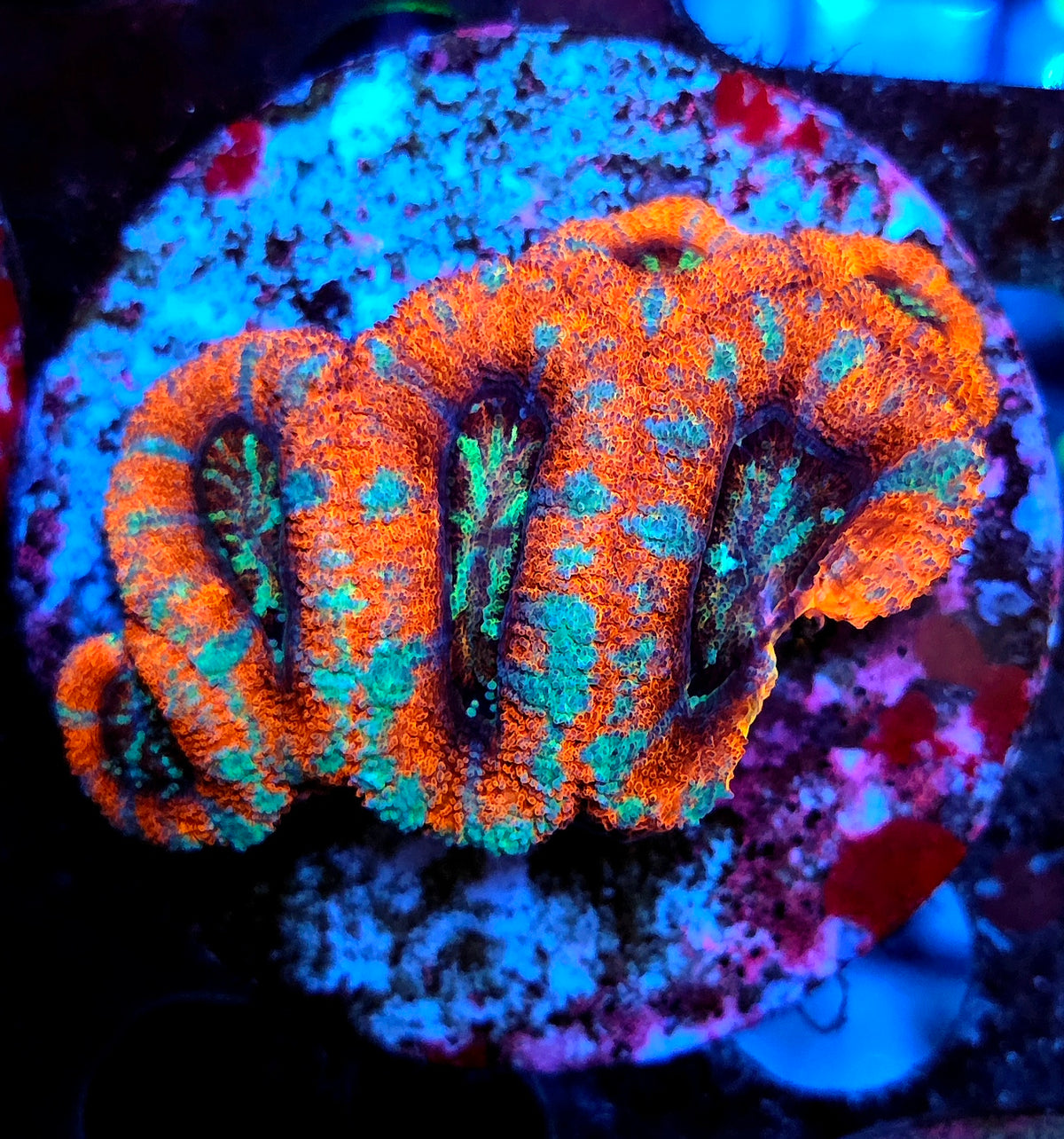 Acanthastrea lordhowensis WYSIWYG / 1455-L