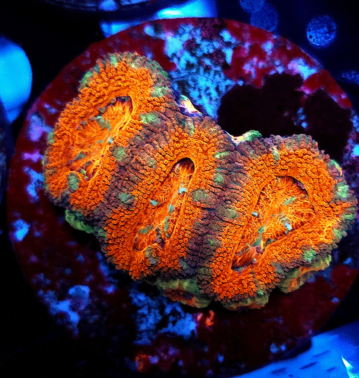 Acanthastrea lordhowensis WYSIWYG / 1476-L