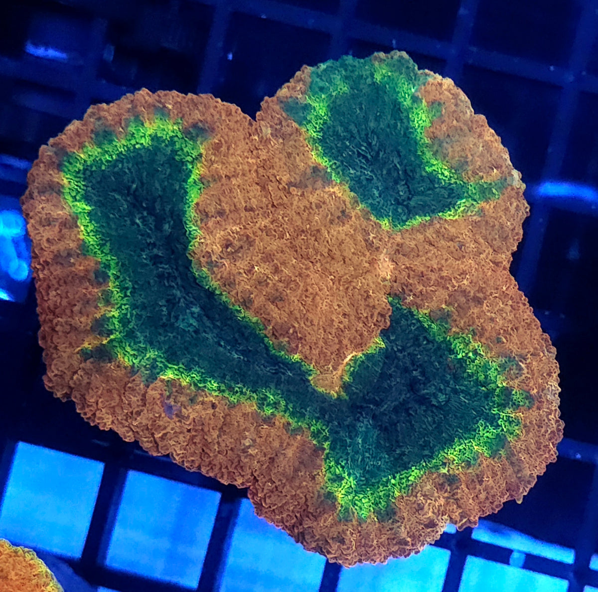 Lobophyllia Rainbow WYSIWYG / 700 – Produktbild