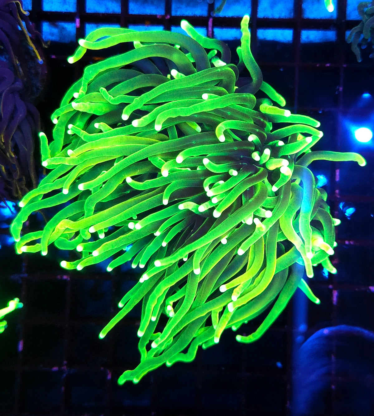 Euphyllia Glabrescens Limelight Torch 2 Köpfe Premium WYSIWYG / 702
